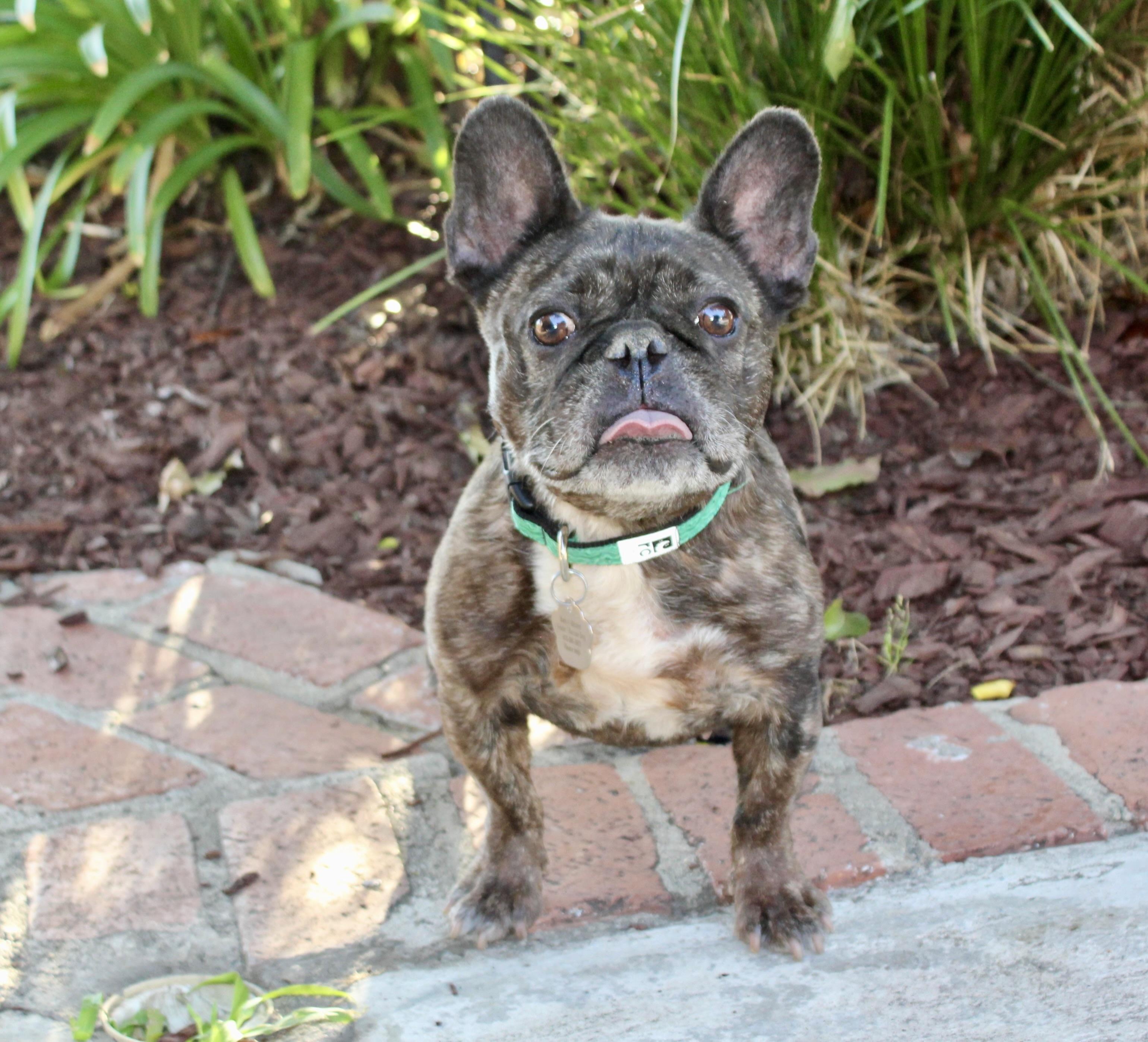 Enlarge Peaches, a ADOPTABLE French Bulldog in Van Nuys, CA image 3/3