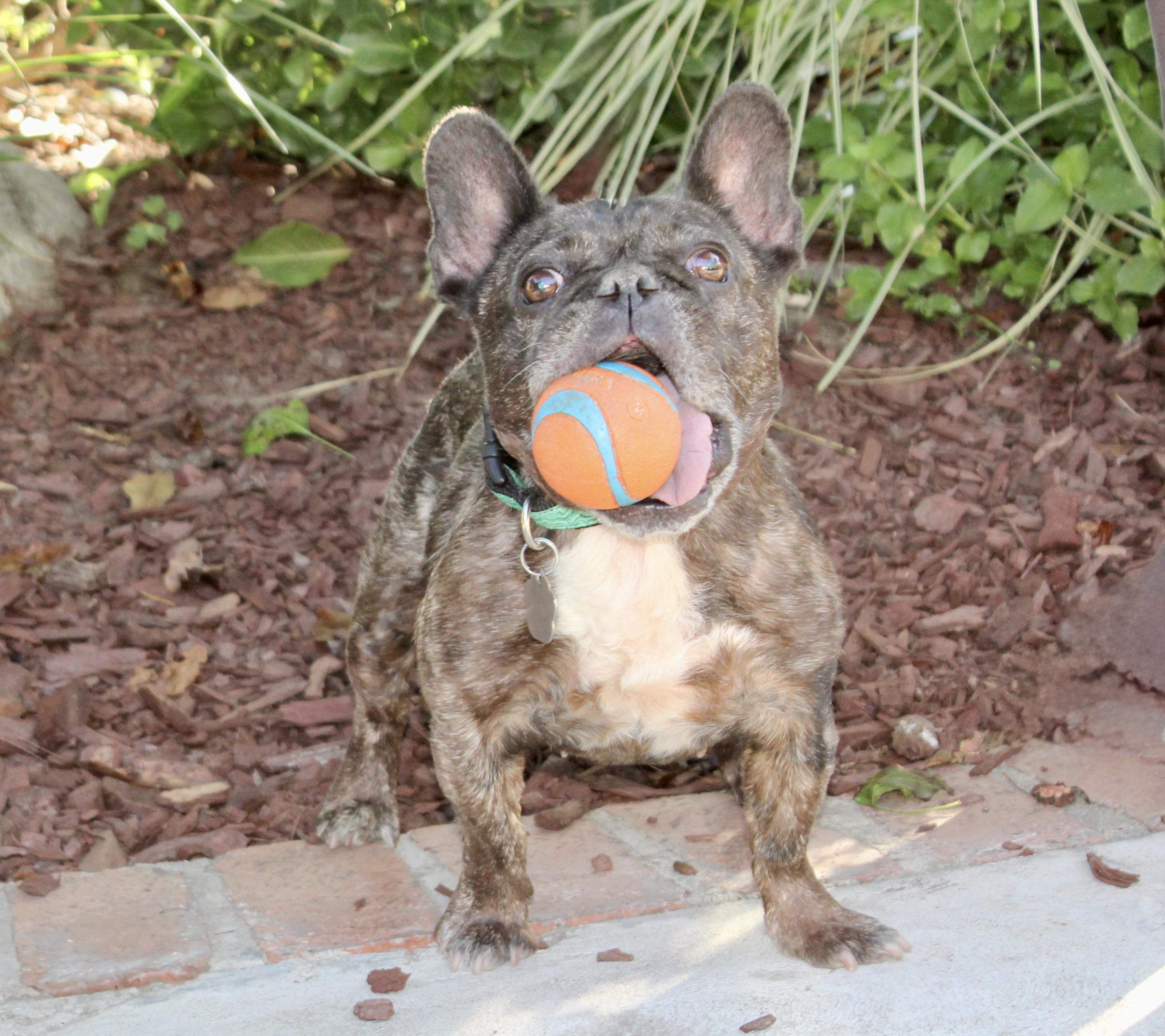 Enlarge Peaches, a ADOPTABLE French Bulldog in Van Nuys, CA image 2/3