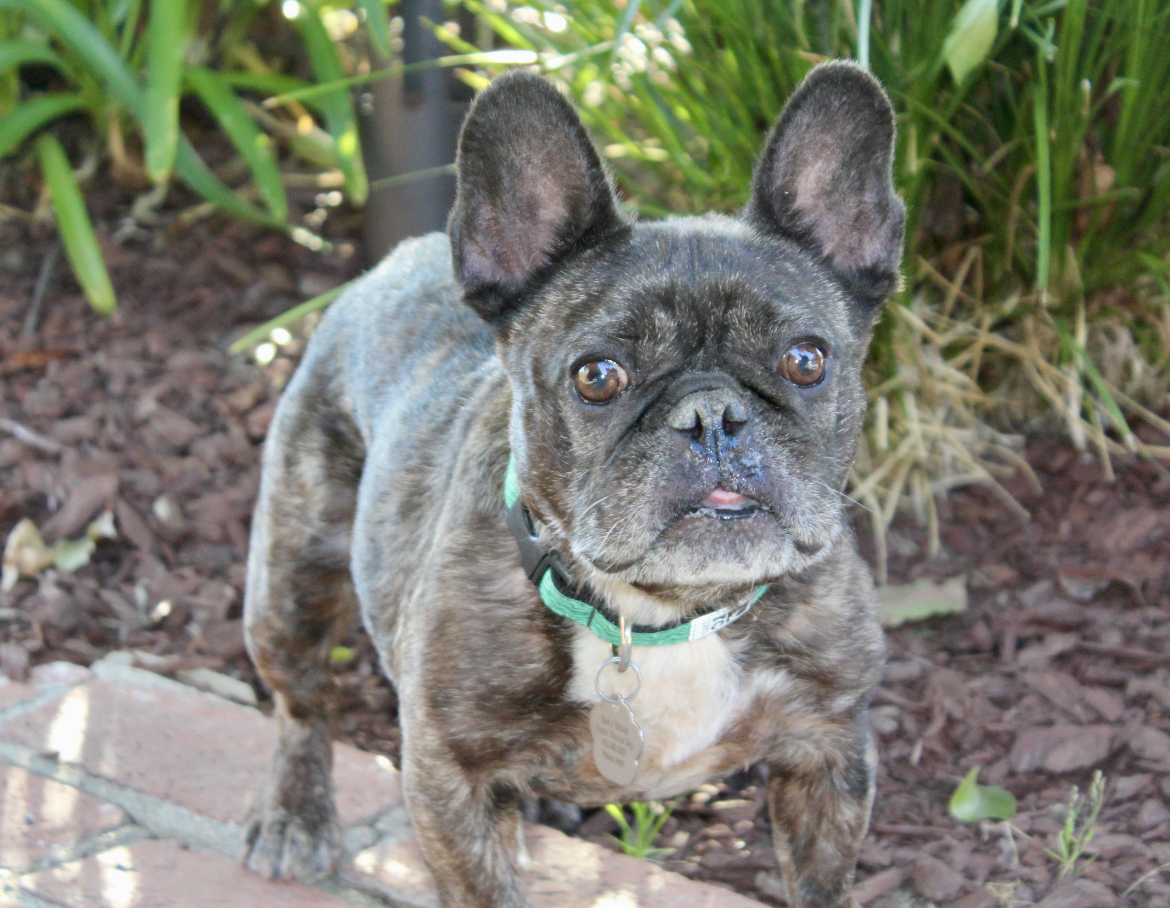 Peaches, ADOPTABLE, Adult Female French Bulldog.