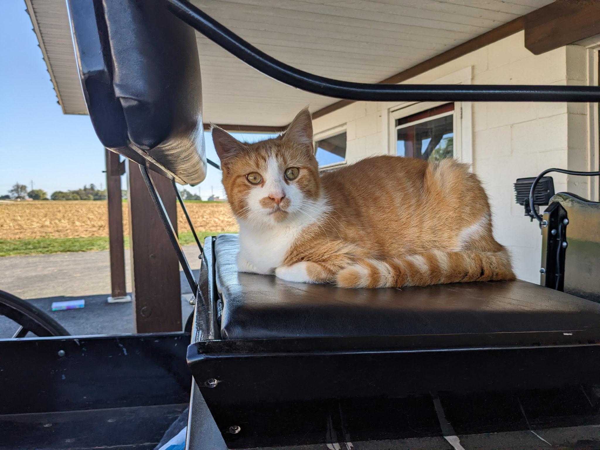 Dallas, Adoptable, Young Male Domestic Short Hair.