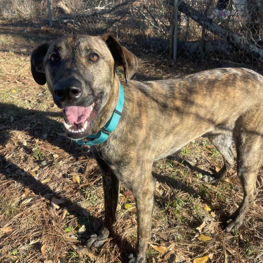 Duke — thumbnail 2