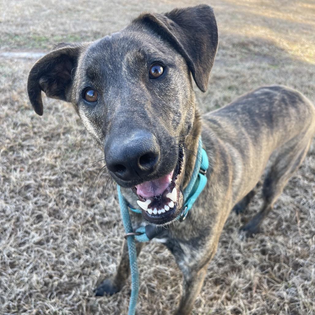 Duke — thumbnail 5