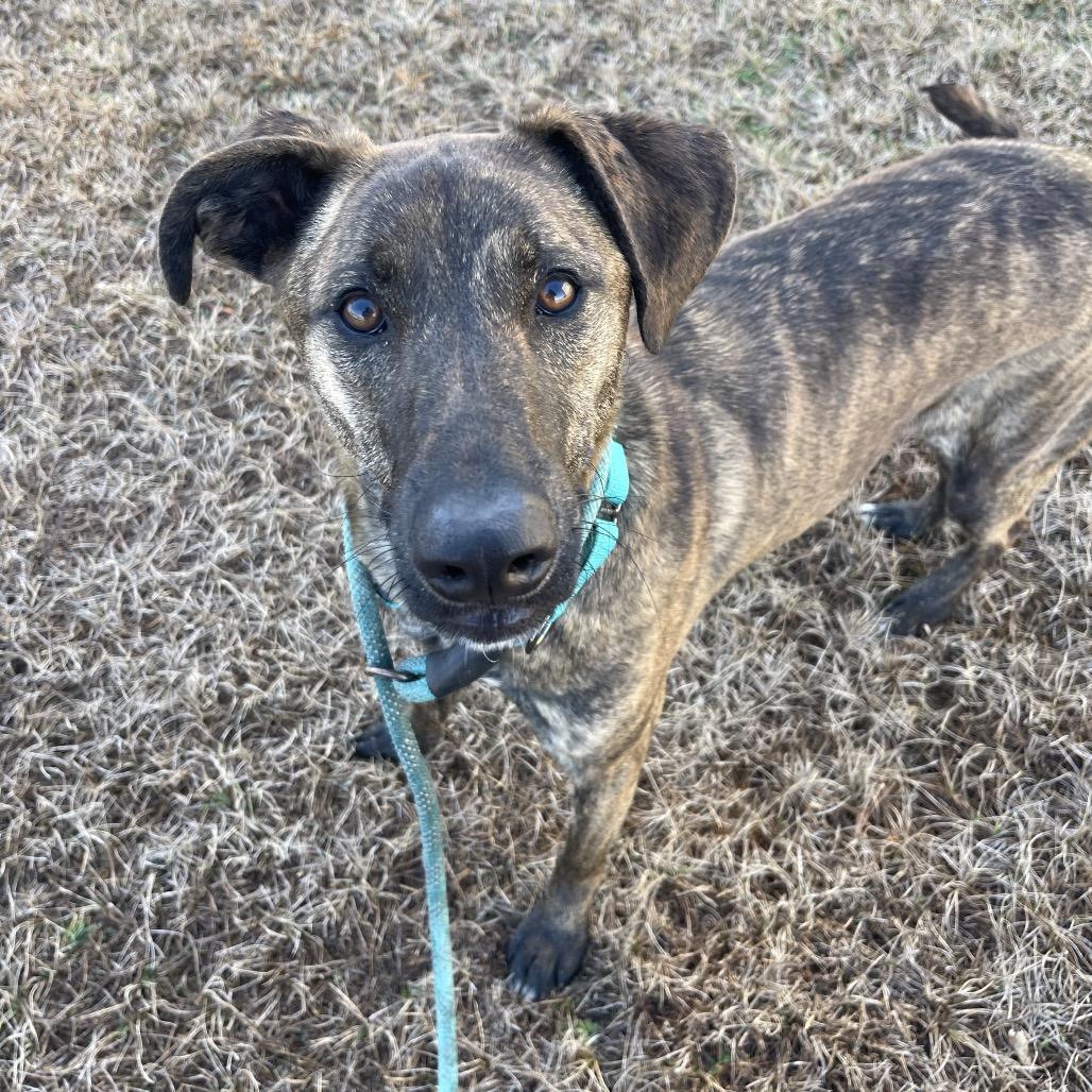 Duke — thumbnail 6