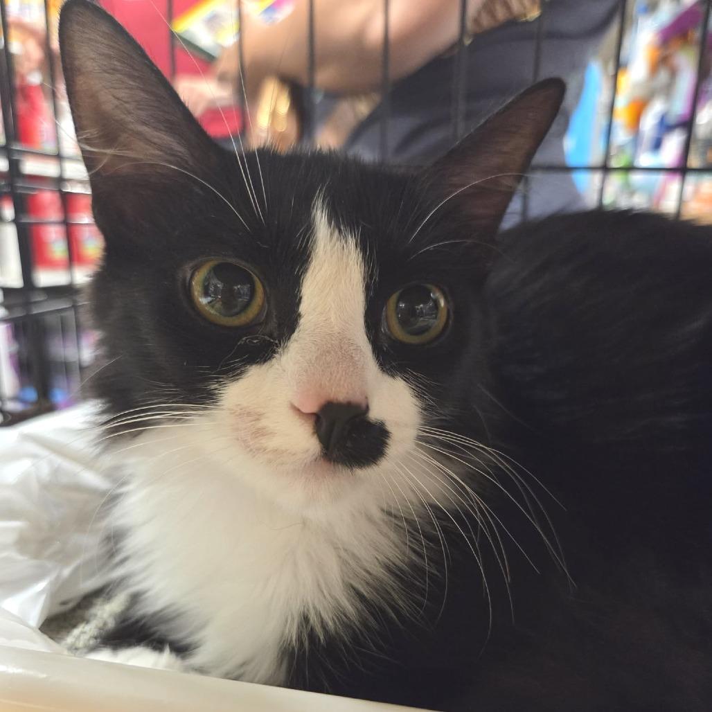 Enlarge Buffy (Adopt with Faith), a Adoptable Domestic Medium Hair in Fayetteville, GA image 1/4