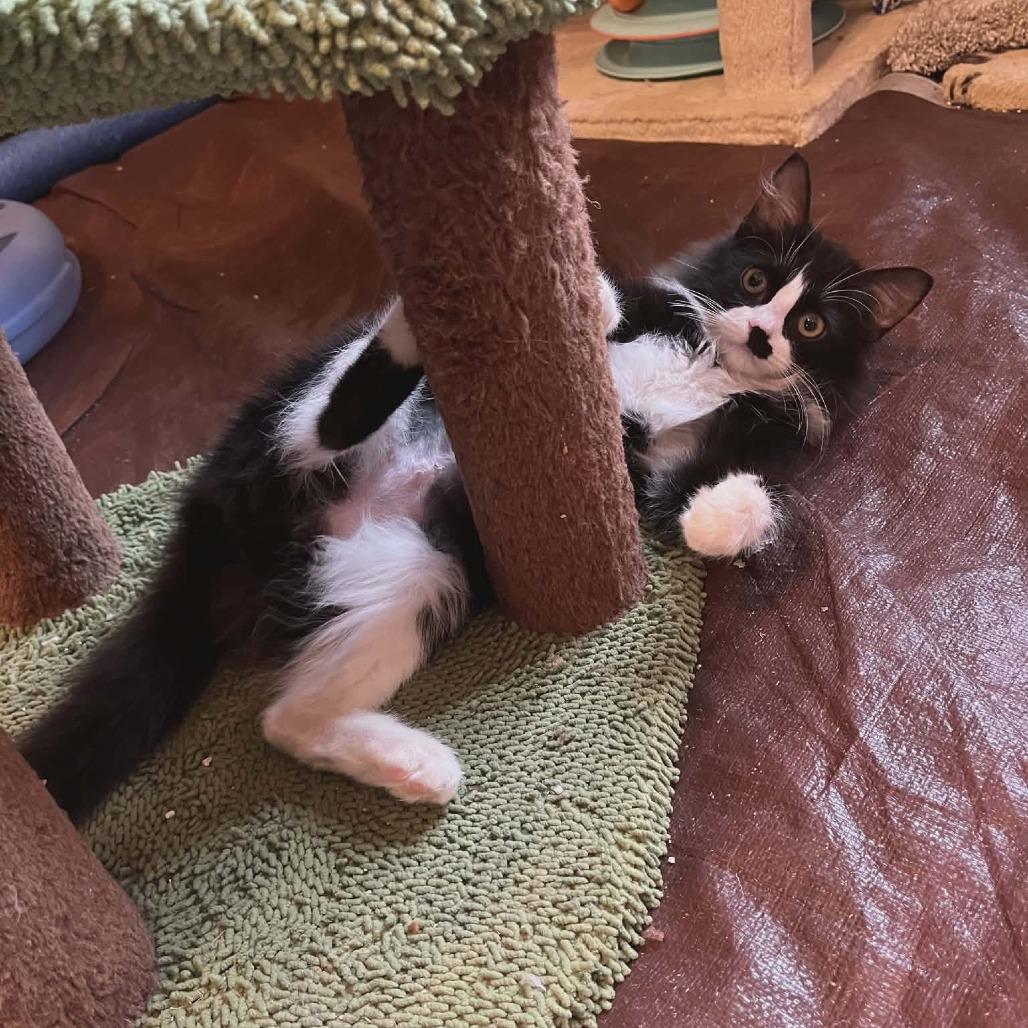 Buffy (Adopt with Faith), Adoptable, Kitten Female Domestic Medium Hair.