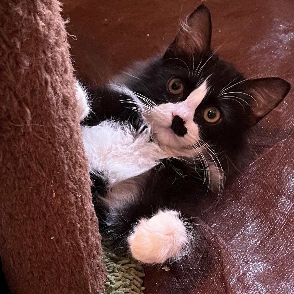 Enlarge Buffy (Adopt with Faith), a Adoptable Domestic Medium Hair in Fayetteville, GA image 2/3