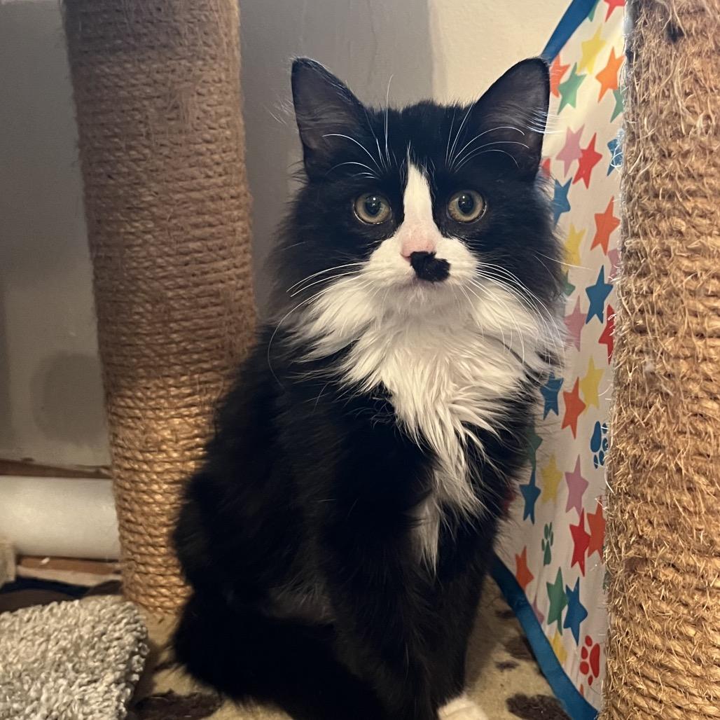 Enlarge Buffy (Adopt with Faith), a Adoptable Domestic Medium Hair in Fayetteville, GA image 3/3