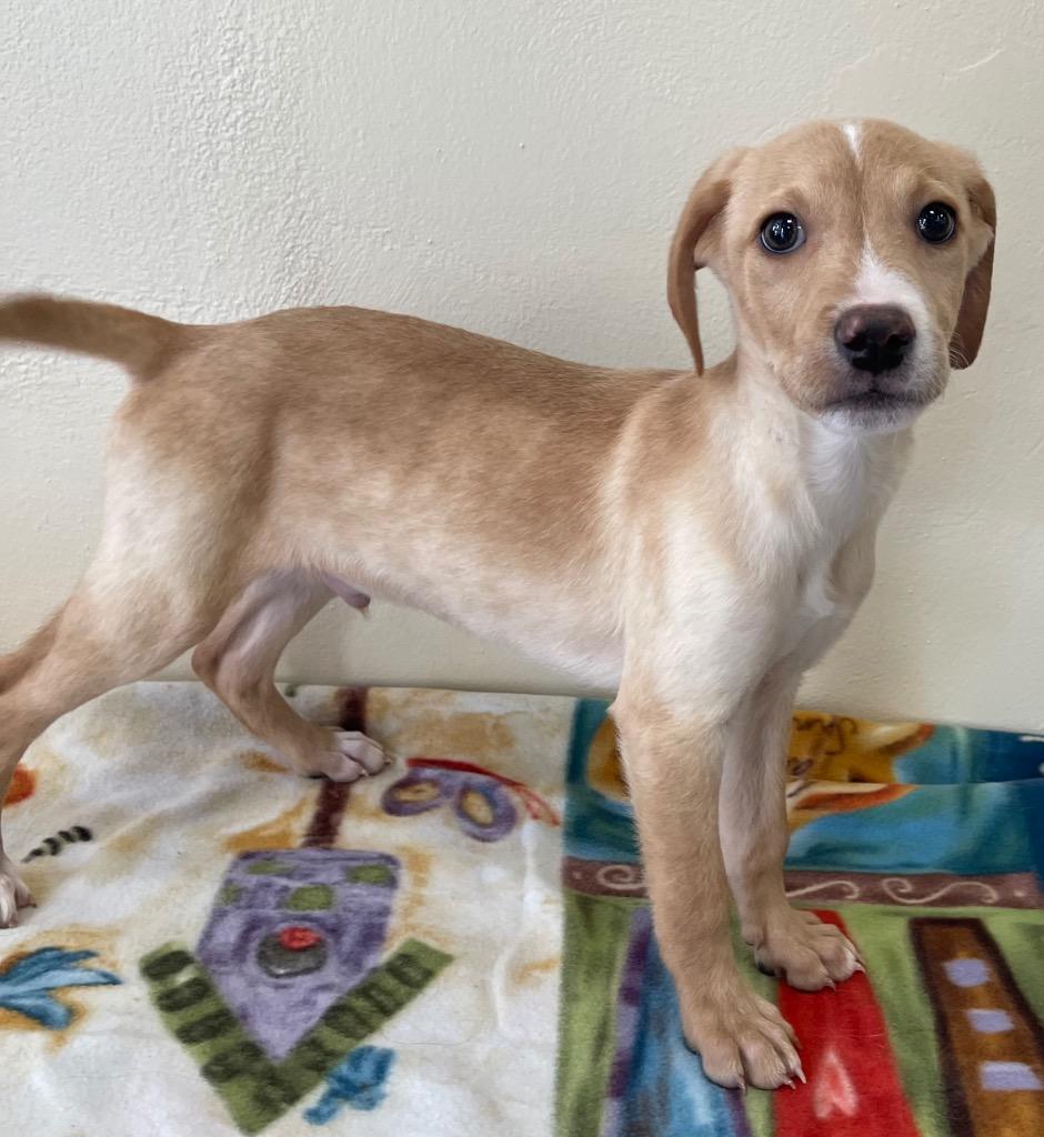 Jonny, Adoptable, Puppy Male Mixed Breed.