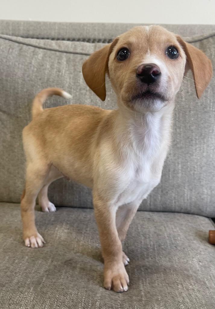 Enlarge Jonny, a Adoptable mixed breed in Thousand Oaks, CA image 2/2