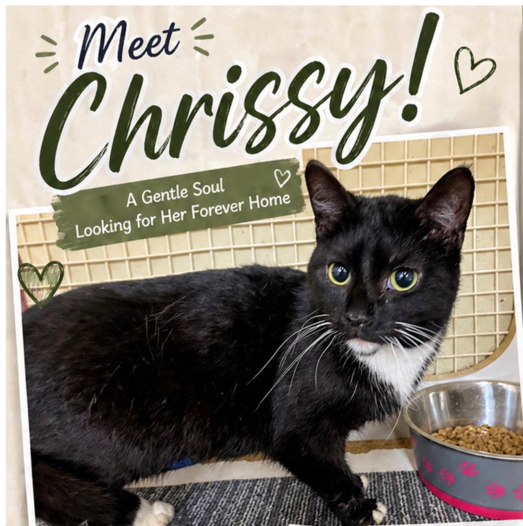 Chrissy, Adoptable, Young Female Domestic Short Hair.