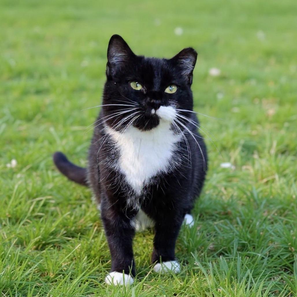 Enlarge Sissy, a Adoptable Domestic Short Hair in Newport, TN image 1/4