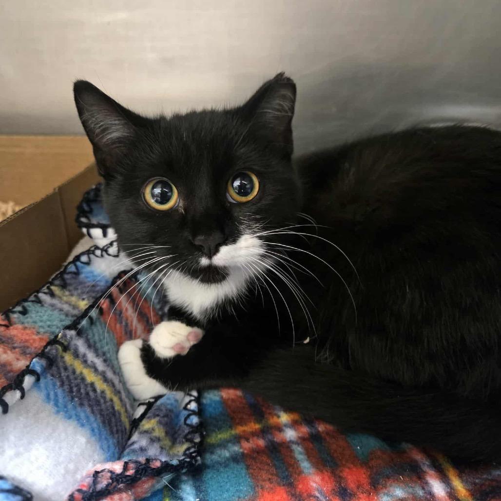 Enlarge Sissy, a Adoptable Domestic Short Hair in Newport, TN image 1/1