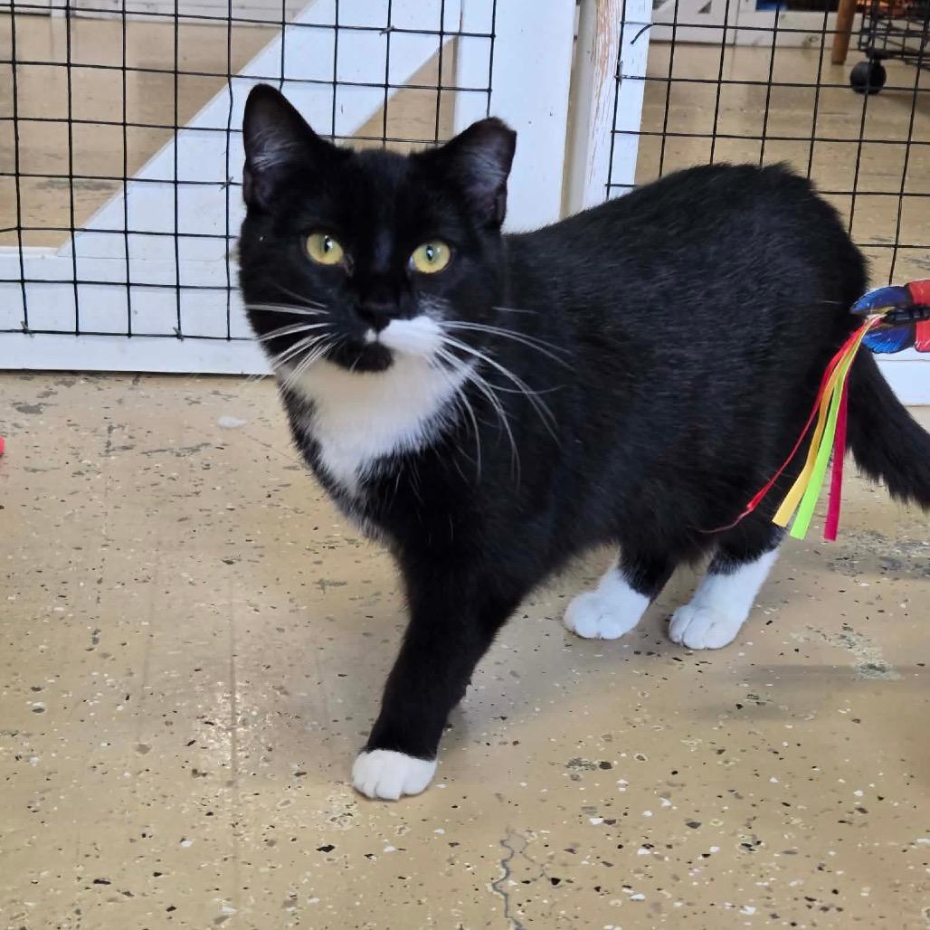 Enlarge Sissy, a Adoptable Domestic Short Hair in Newport, TN image 3/4