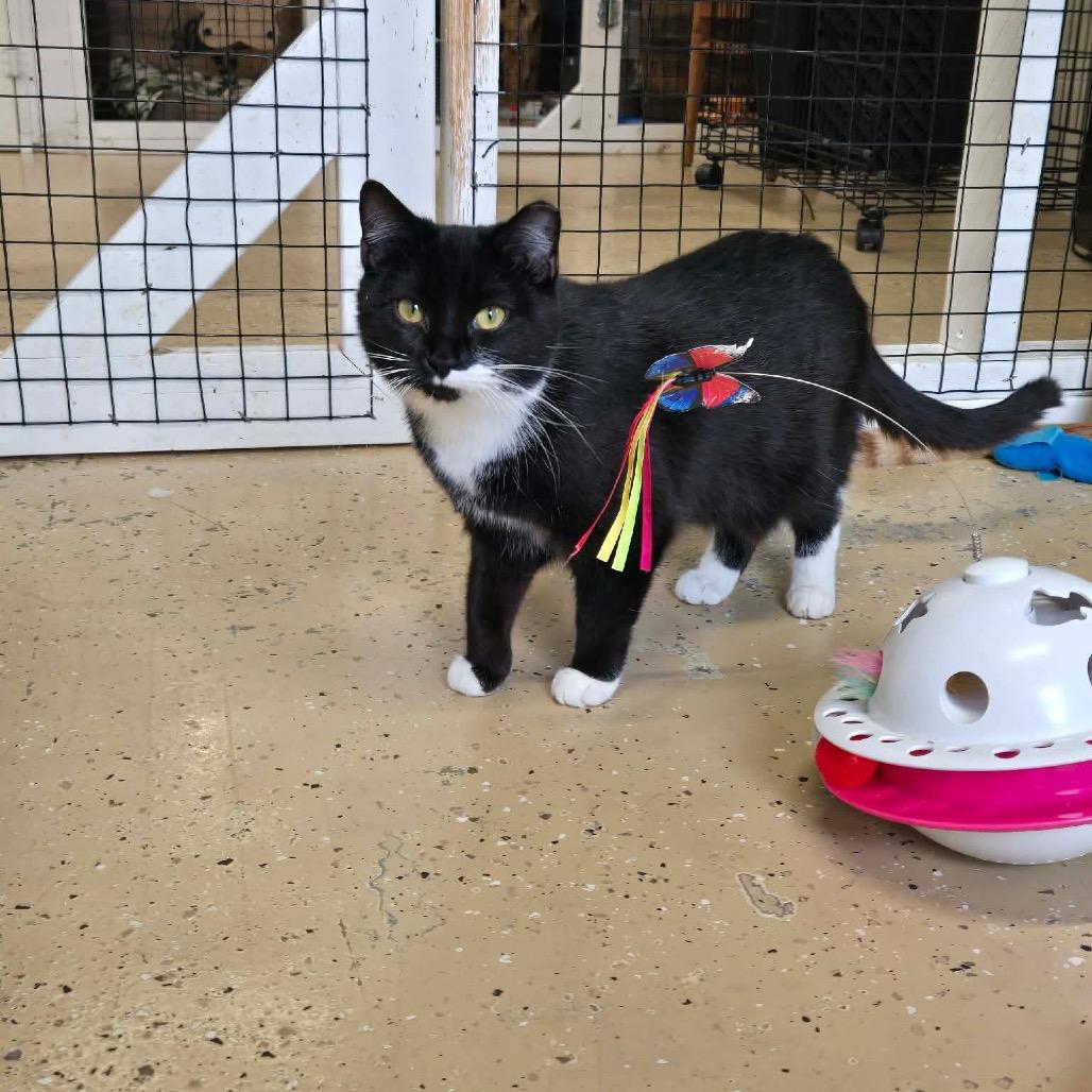 Enlarge Sissy, a Adoptable Domestic Short Hair in Newport, TN image 4/4