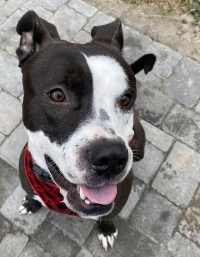 River, a Adoptable mixed breed in Raleigh, NC image 2/5