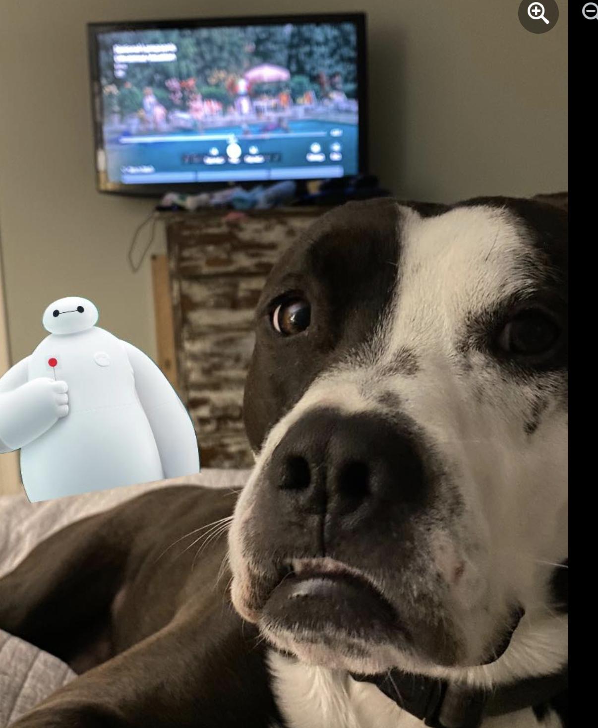 River, a Adoptable mixed breed in Raleigh, NC image 4/5