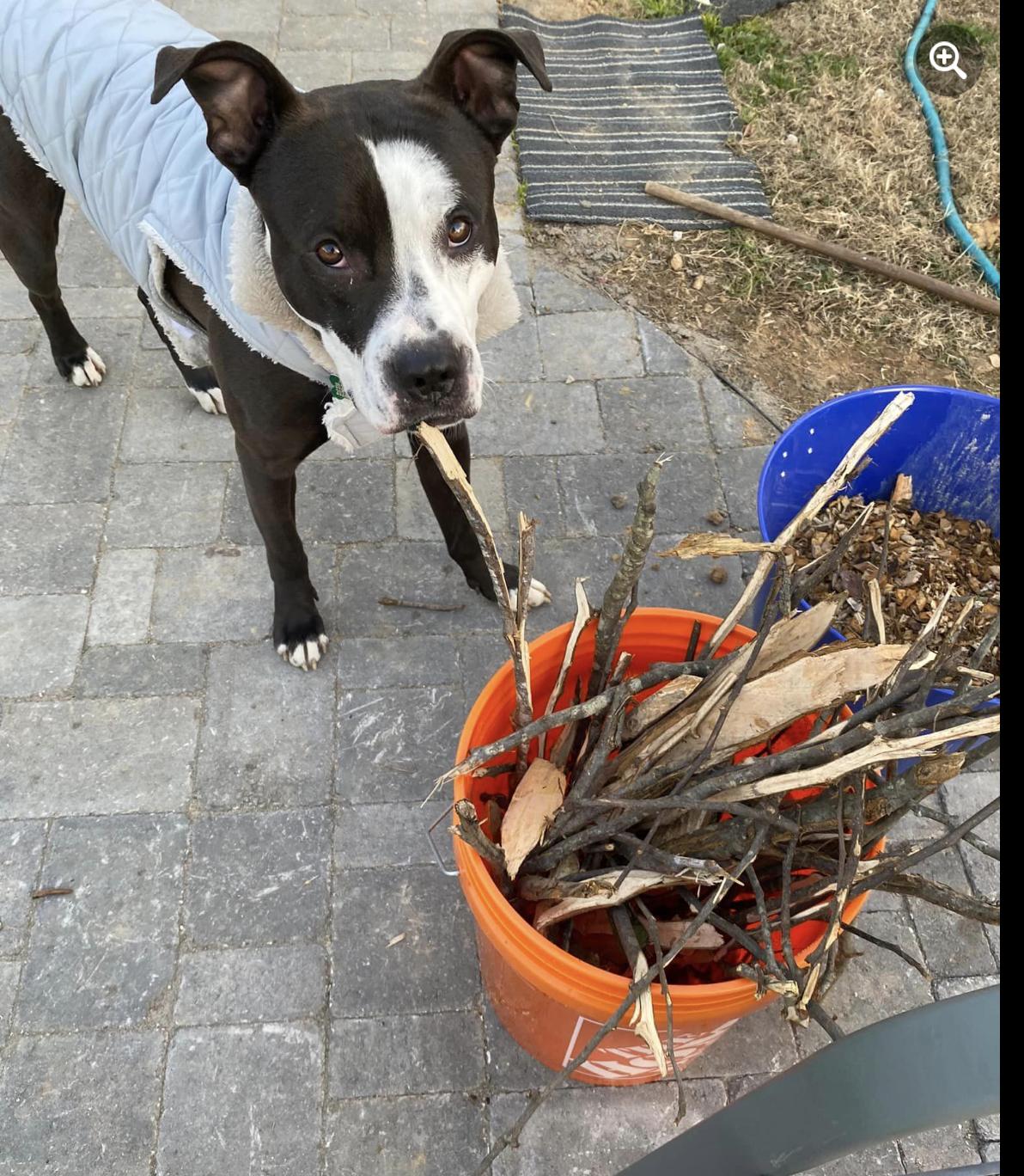 Enlarge River, a Adoptable mixed breed in Raleigh, NC image 5/5