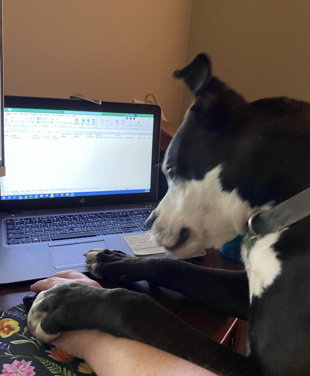 River, a Adoptable mixed breed in Raleigh, NC image 5/5