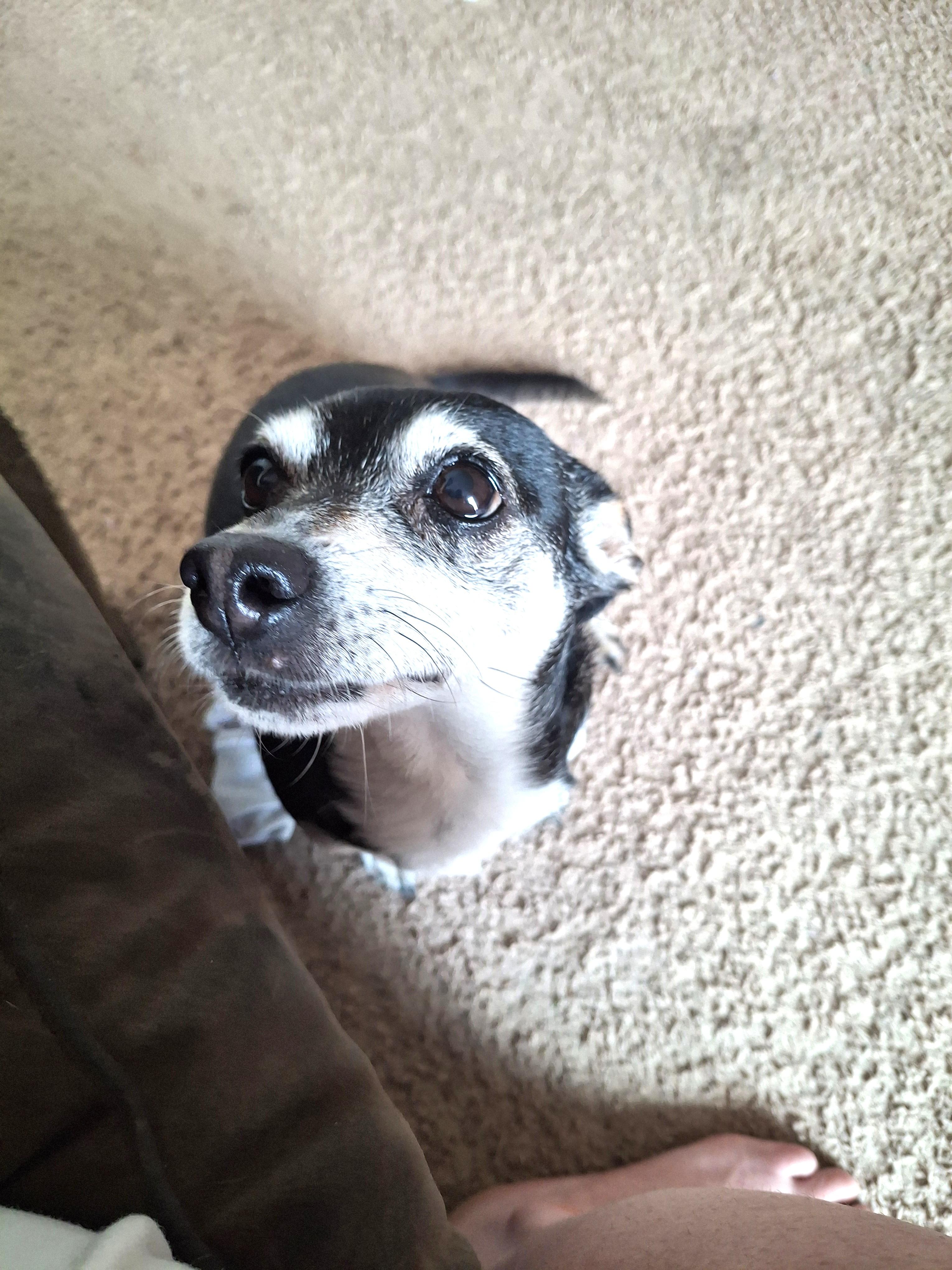 Topanga (tiny sweetie), a ADOPTABLE mixed breed in Ithaca, NY image 1/3