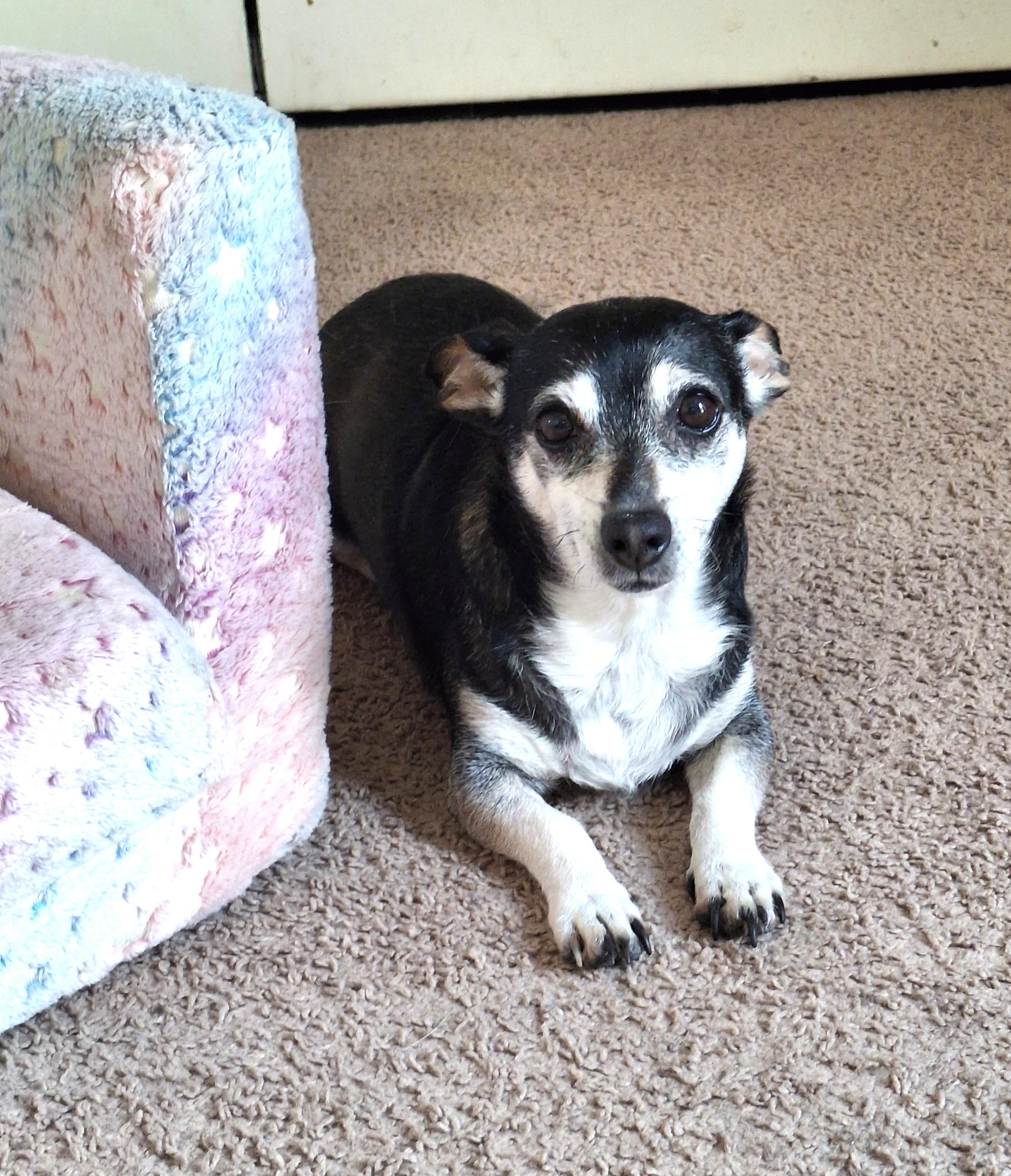 Topanga (tiny sweetie), a ADOPTABLE mixed breed in Ithaca, NY image 2/3