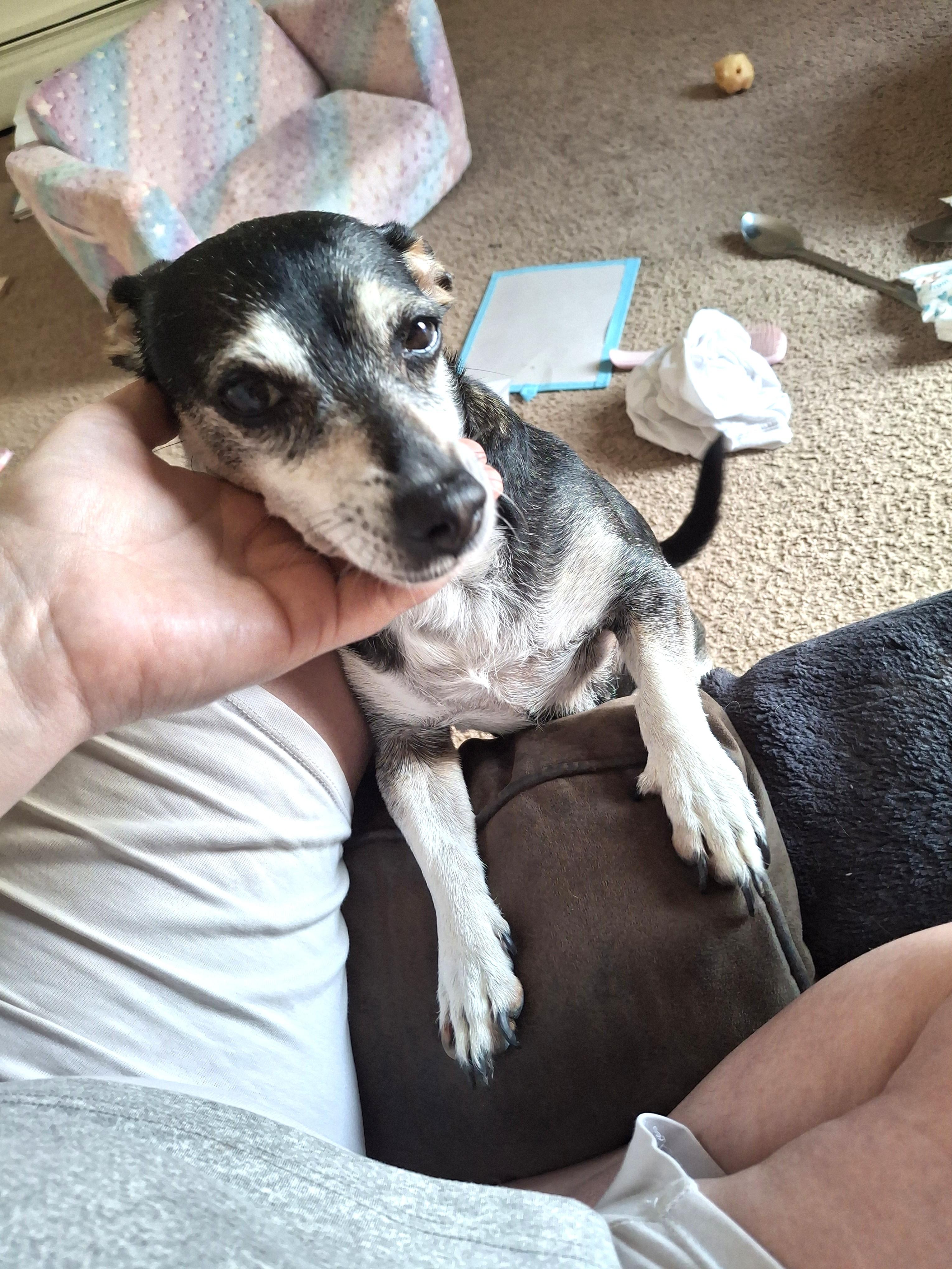 Topanga (tiny sweetie), a ADOPTABLE mixed breed in Ithaca, NY image 3/3