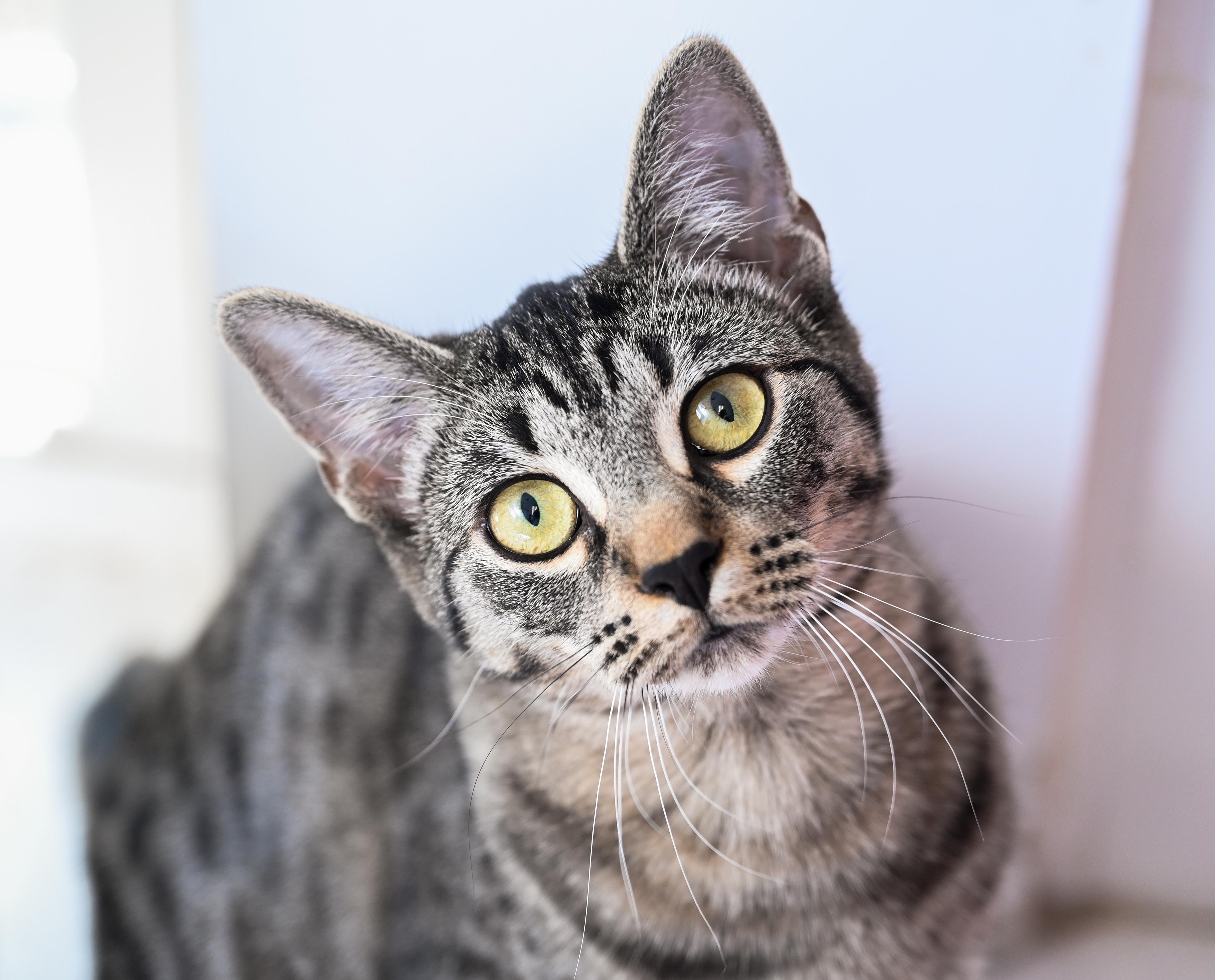 Apollonia, Adoptable, Young Female Manx & Tabby.