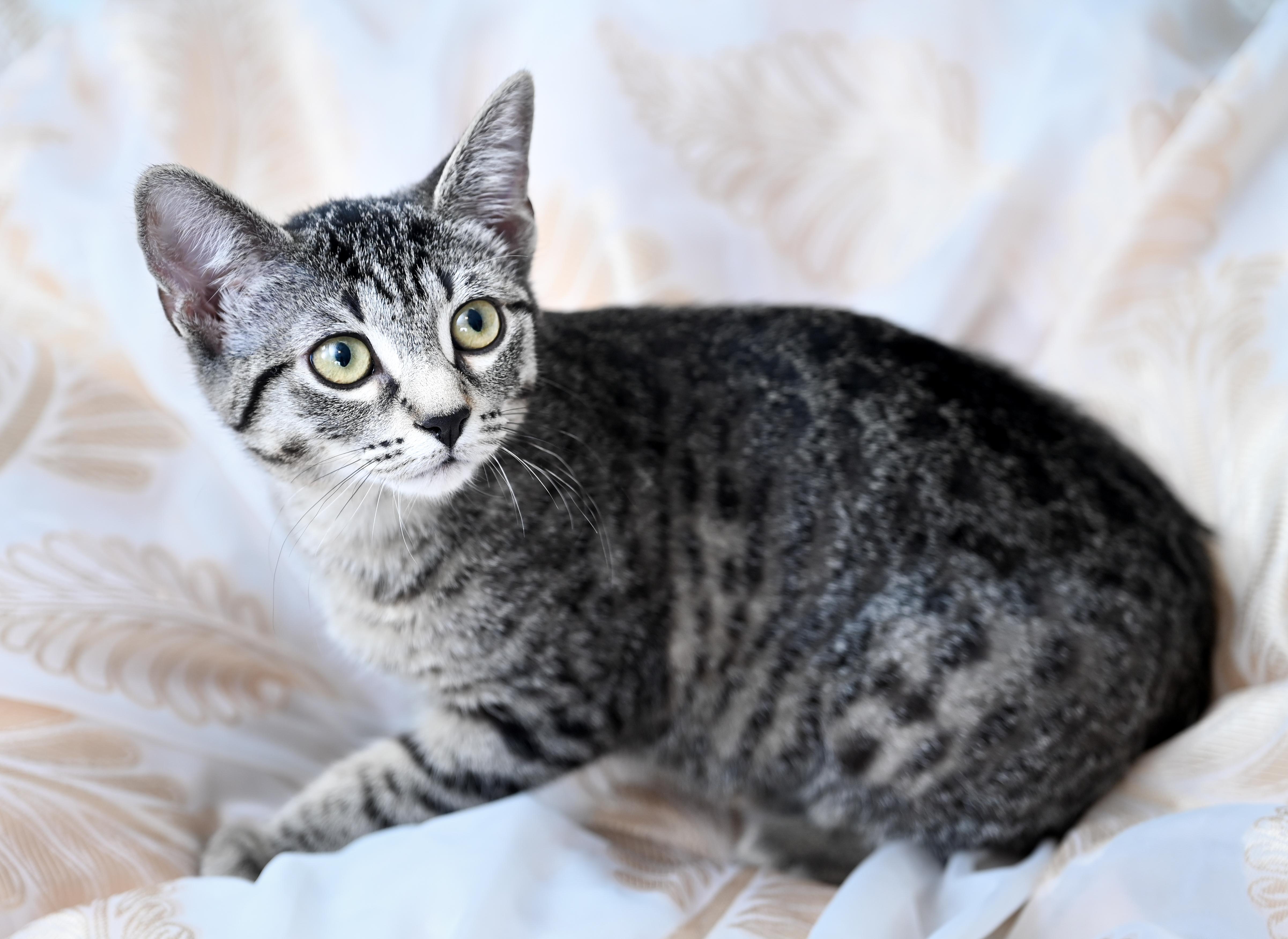 Enlarge Apollonia, a Adoptable mixed breed in Chattanooga, TN image 4/6