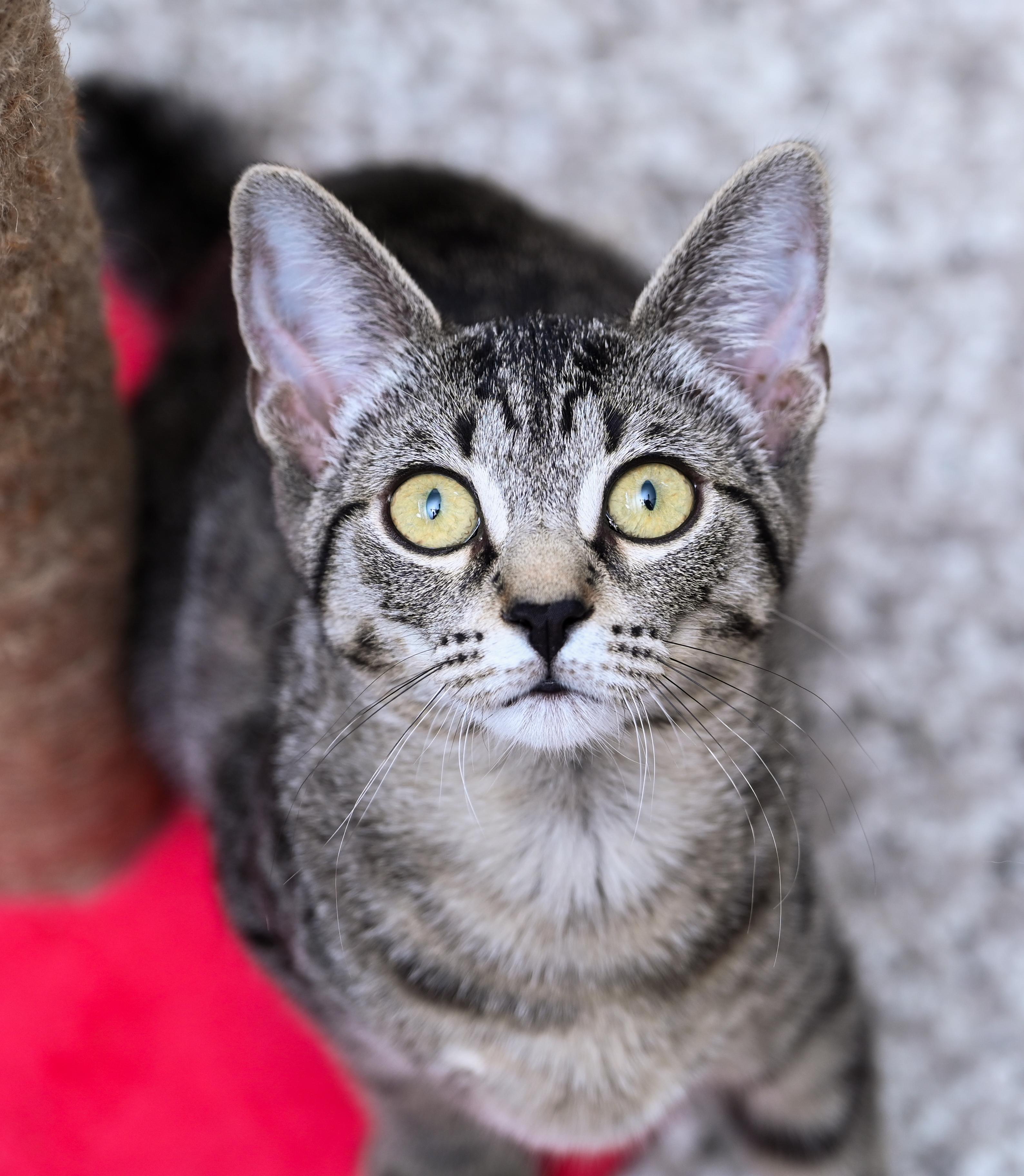 Enlarge Apollonia, a Adoptable mixed breed in Chattanooga, TN image 1/6