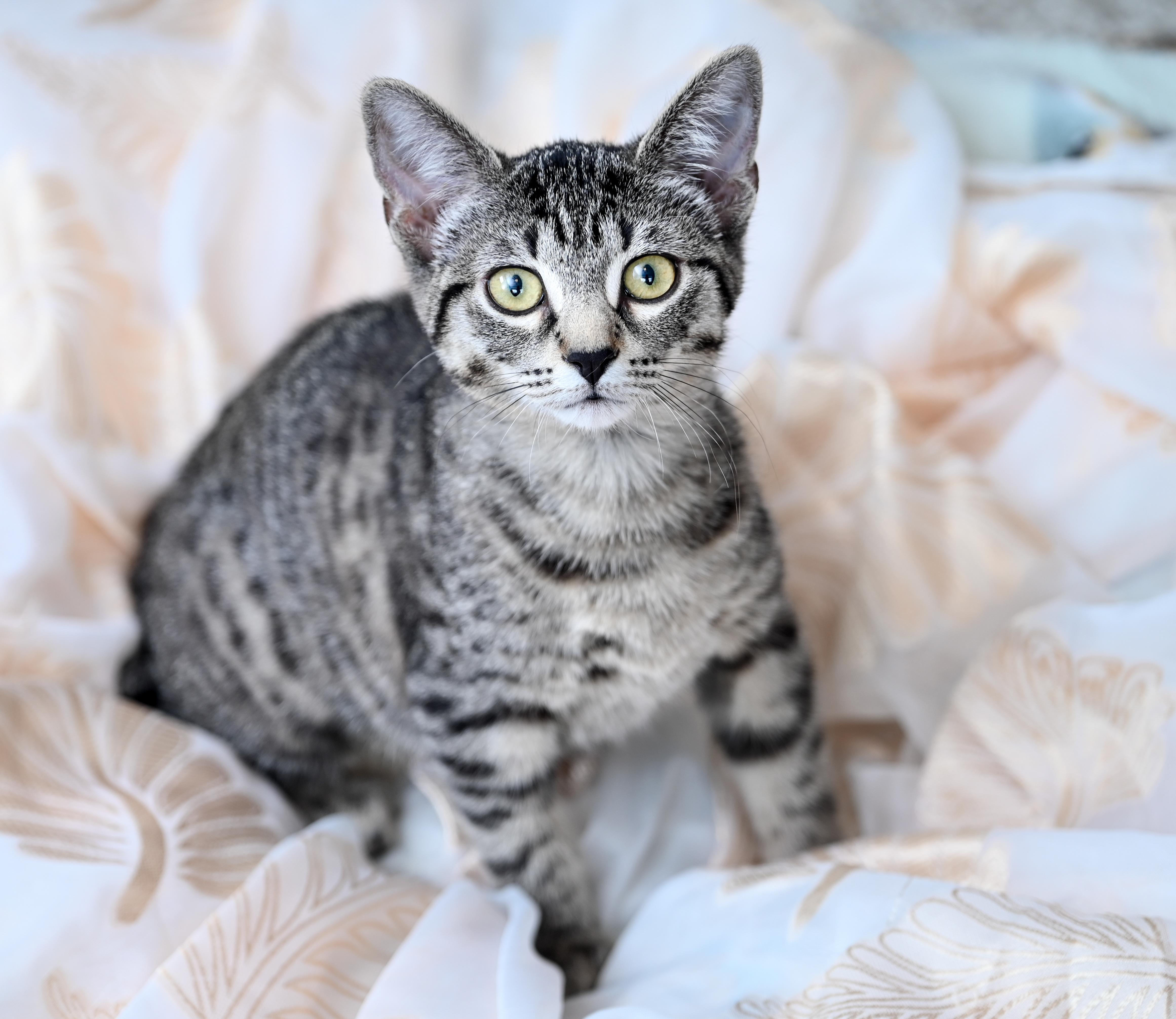 Enlarge Apollonia, a Adoptable mixed breed in Chattanooga, TN image 3/6