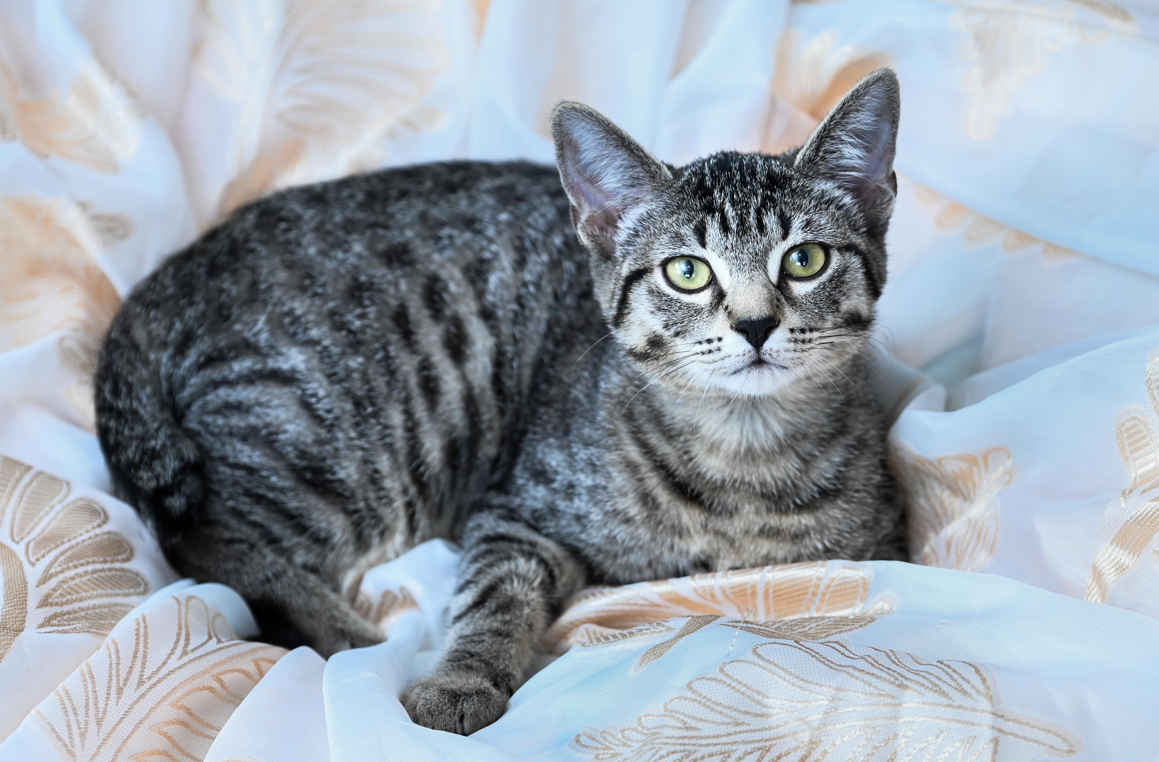 Enlarge Apollonia, a Adoptable mixed breed in Chattanooga, TN image 6/6