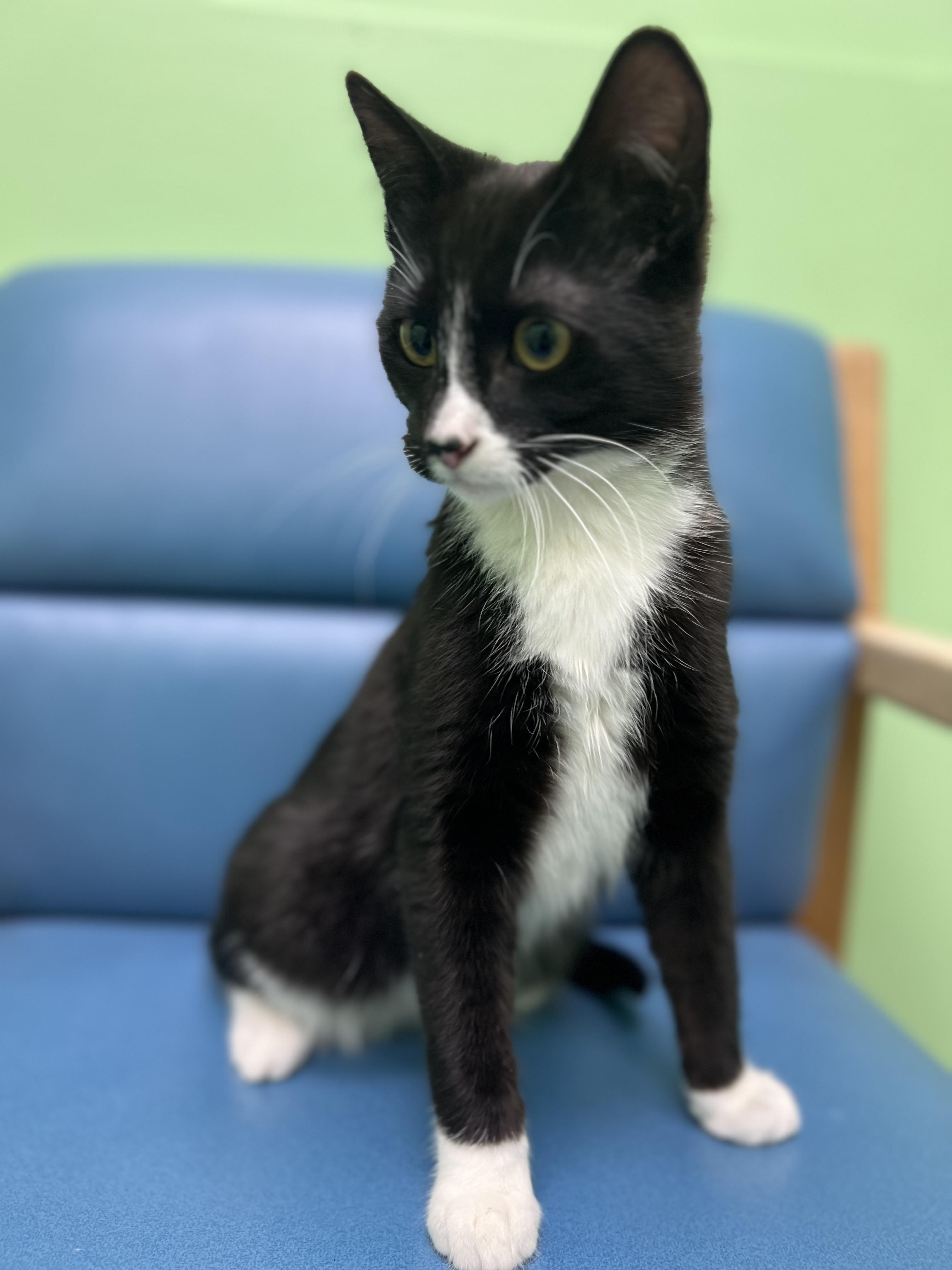 Ombre, an adopted Domestic Short Hair in Okmulgee, OK image 1/4