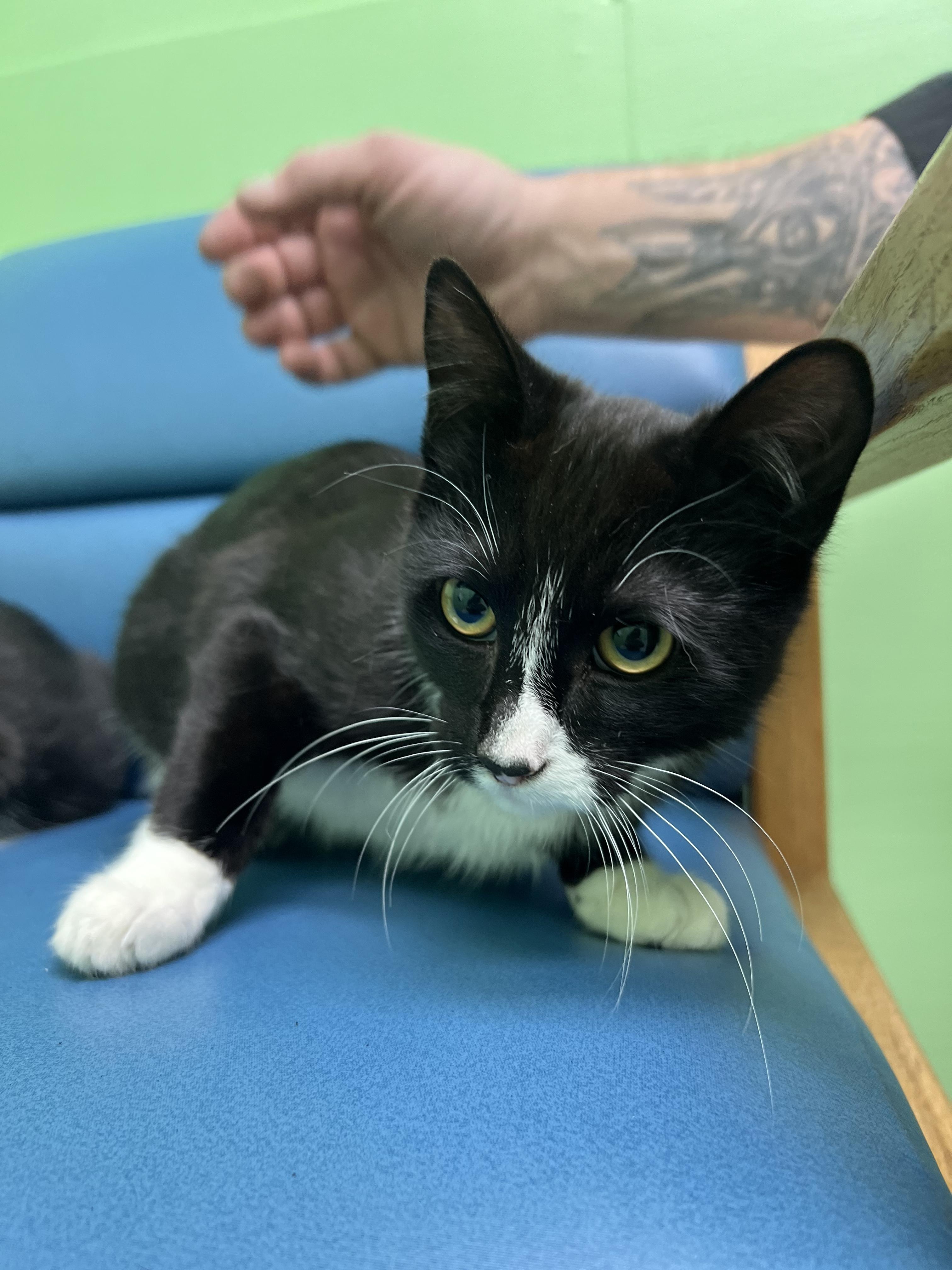 Ombre, an adopted Domestic Short Hair in Okmulgee, OK image 3/4