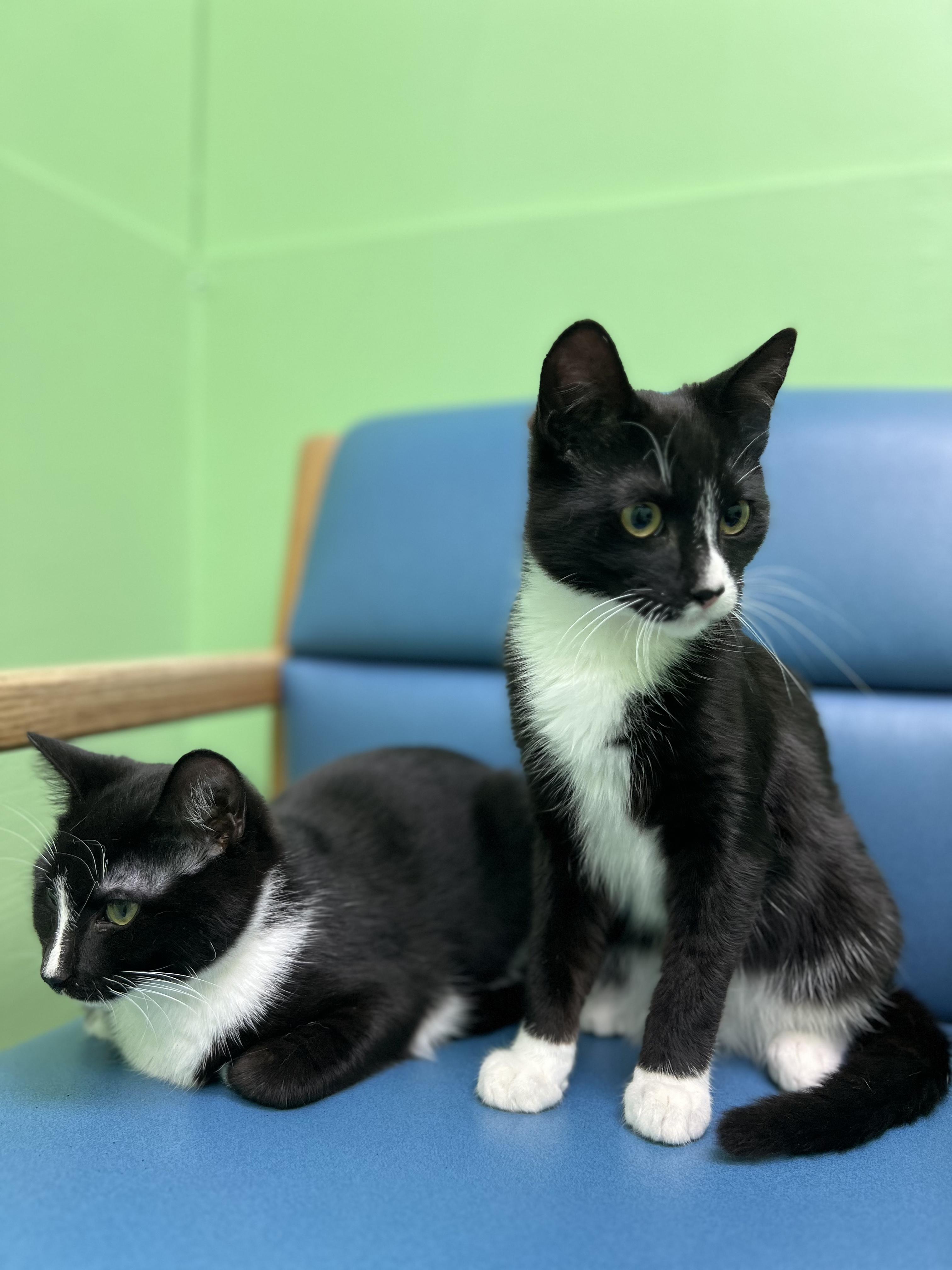 Ombre, an adopted Domestic Short Hair in Okmulgee, OK image 4/4