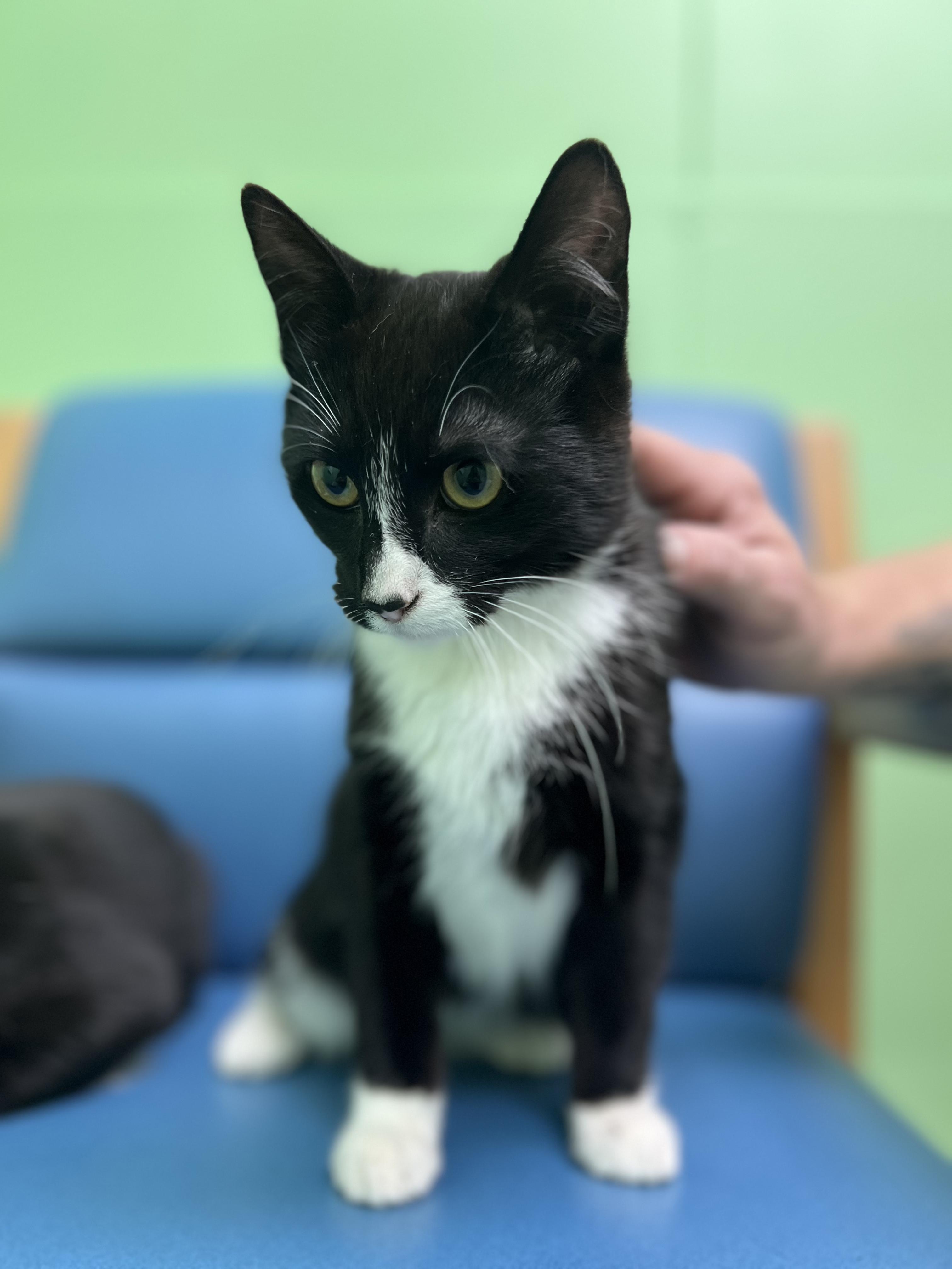 Ombre, an adopted Domestic Short Hair in Okmulgee, OK image 2/4