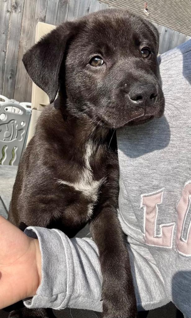 Enlarge Andie, a Adoptable mixed breed in Bellevue, WA image 4/6