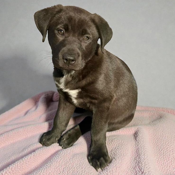 Enlarge Andie, a Adoptable mixed breed in Bellevue, WA image 1/6