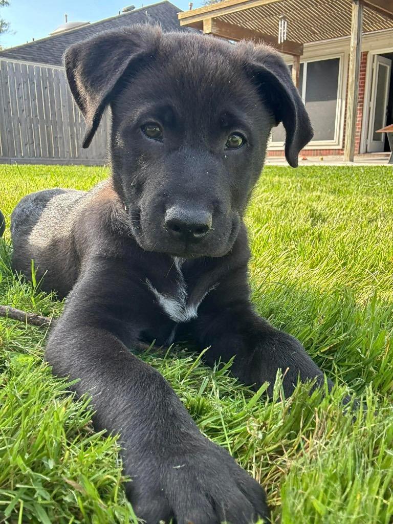 Enlarge Andie, a Adoptable mixed breed in Bellevue, WA image 2/6