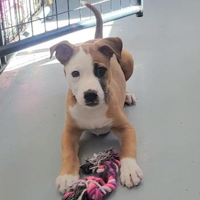 Enlarge Jerry, a Adoptable mixed breed in Alexandria, VA image 1/6