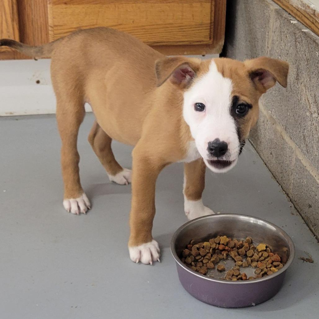 Enlarge Jerry, a Adoptable mixed breed in Alexandria, VA image 2/6