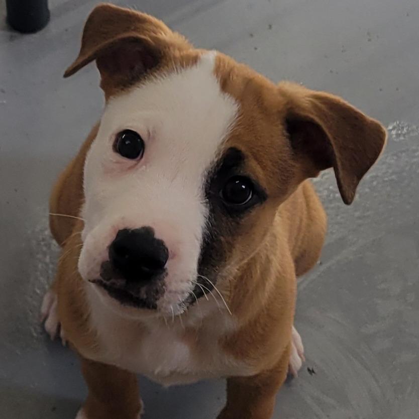 Enlarge Jerry, a Adoptable mixed breed in Alexandria, VA image 3/6