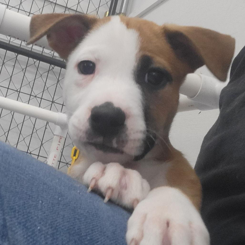 Enlarge Jerry, a Adoptable mixed breed in Alexandria, VA image 4/6