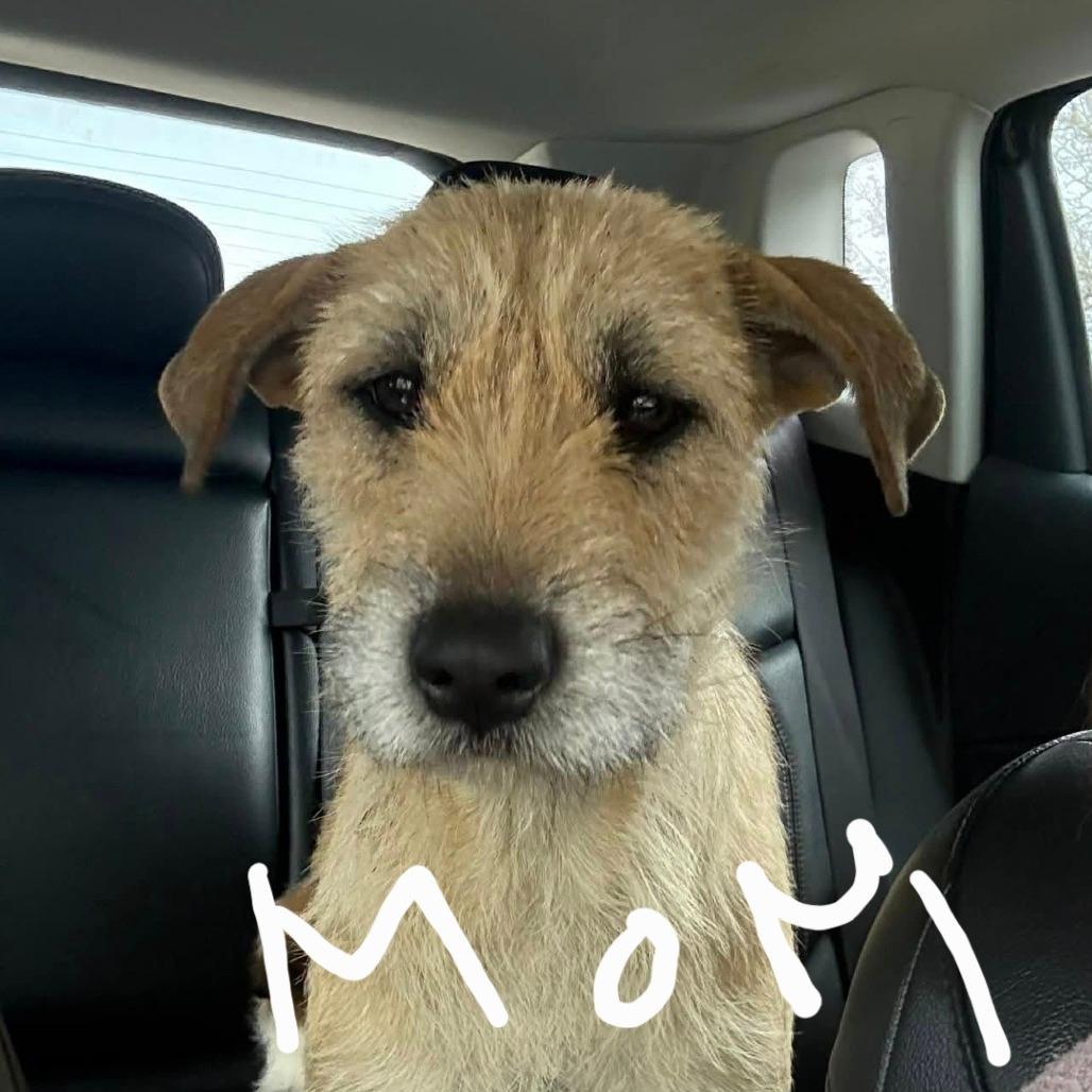 Enlarge Jerry, a Adoptable mixed breed in Alexandria, VA image 5/6