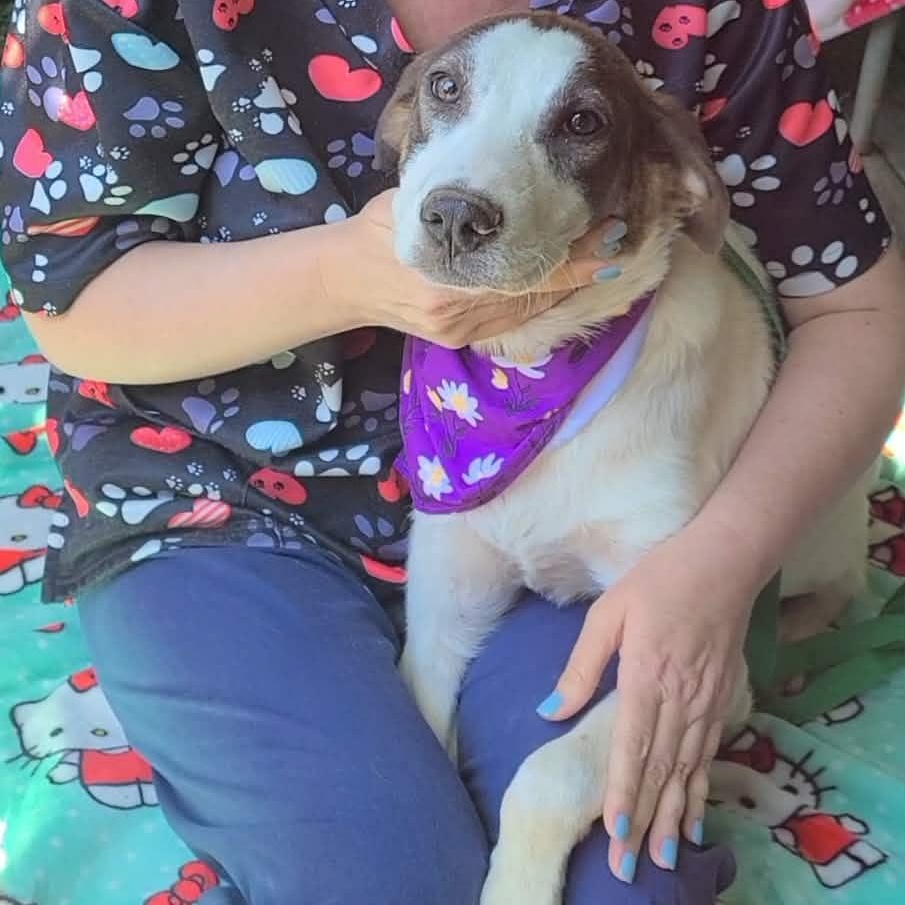 Elm, ADOPTABLE, Young Male Anatolian Shepherd.
