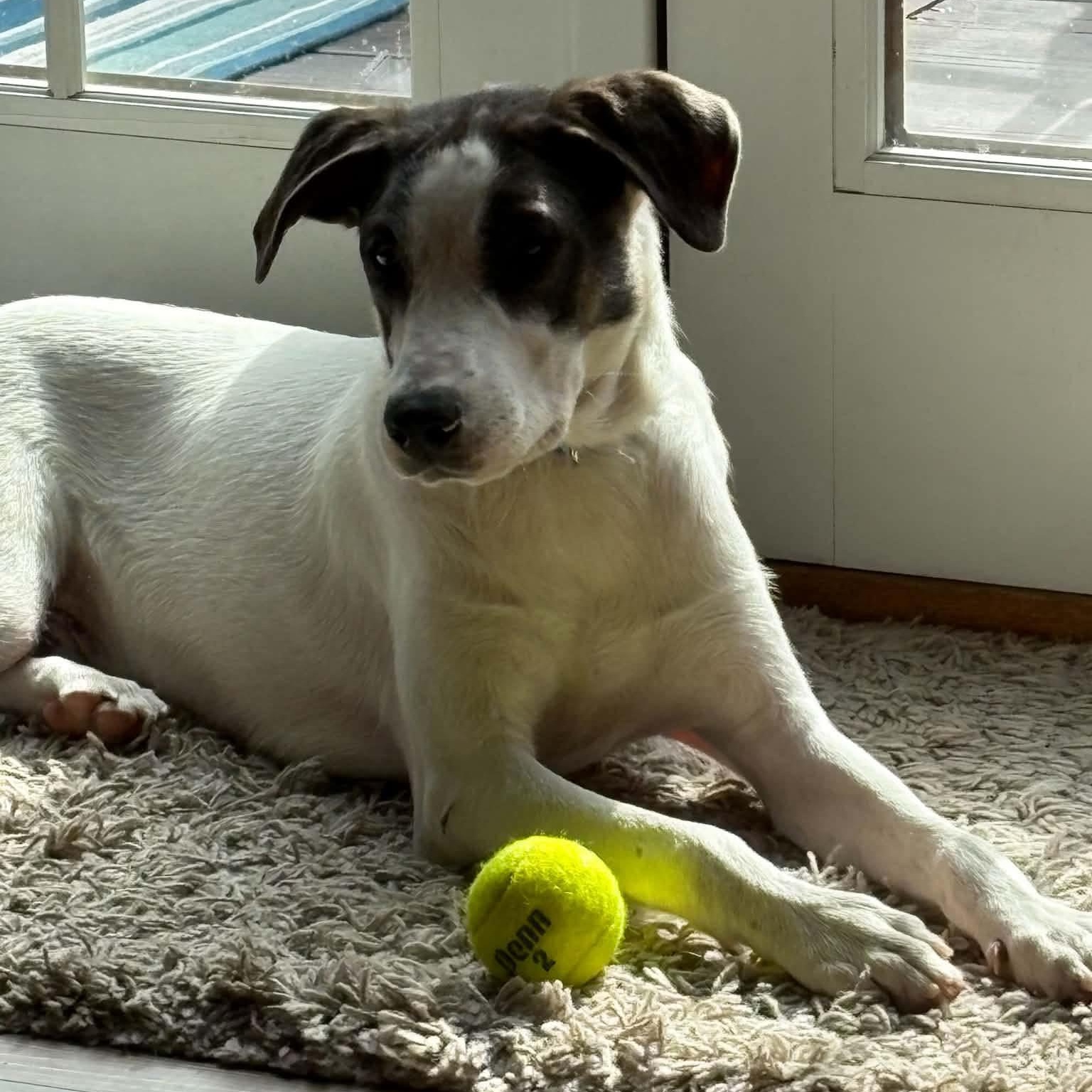 Enlarge Elm, a ADOPTABLE mixed breed in Woolwich, ME image 3/3
