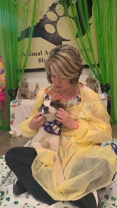 Enlarge Elm, a ADOPTABLE mixed breed in Woolwich, ME video 2/3