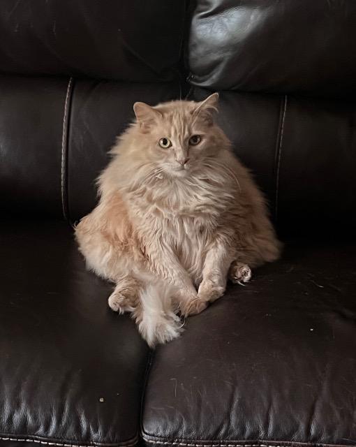 Moontan, Adoptable, Senior Male Domestic Long Hair.