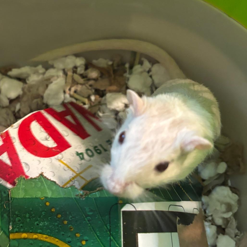 Tessa with Maren and Indigo-In foster, Adoptable, Young Female Gerbil.