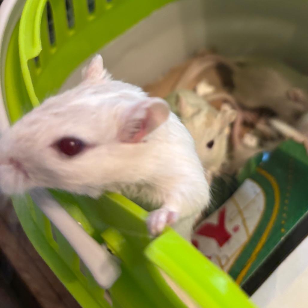 Enlarge Tessa with Maren and Indigo-In foster, a Adoptable Gerbil in Springfield, MA image 2/2