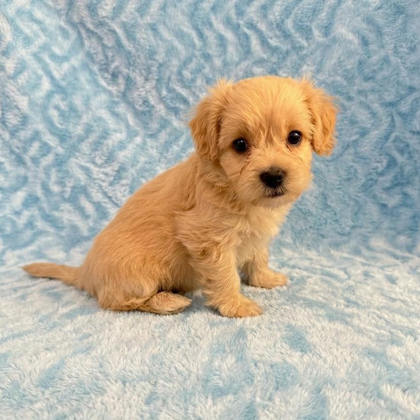 Cookie 3757, Adopted, Puppy Male Maltese.