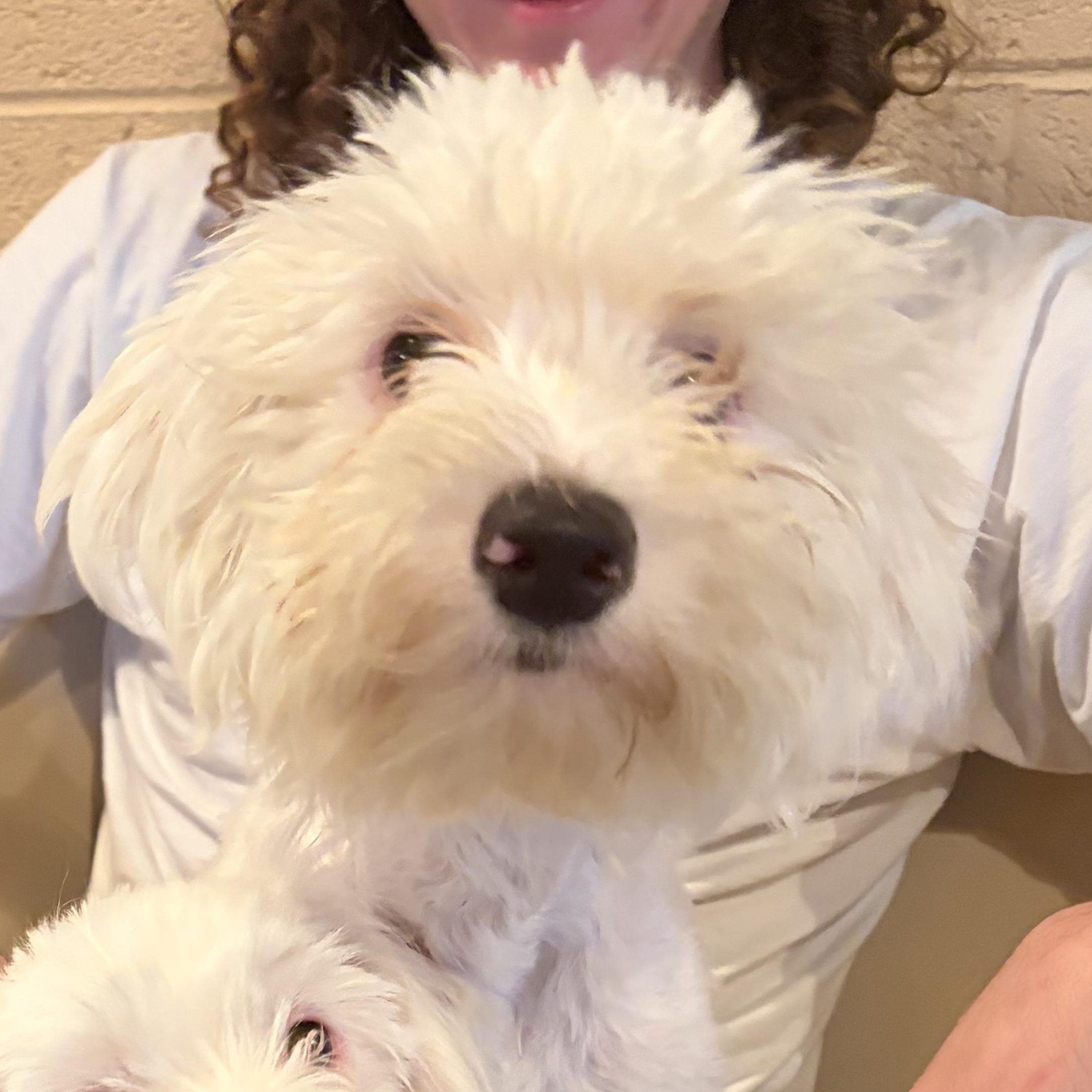 Enlarge Ava, a Adopted Poodle in Phoenix, AZ image 2/5